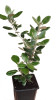 olearia planta 11